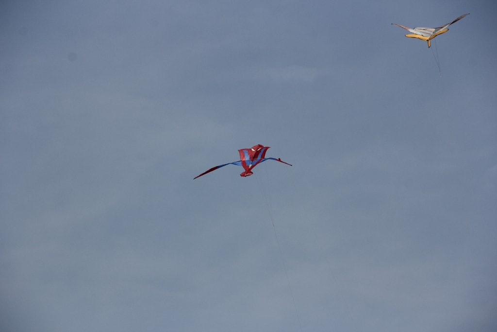 Is That A Bird, Is That A Plane? No, It's A Kite!