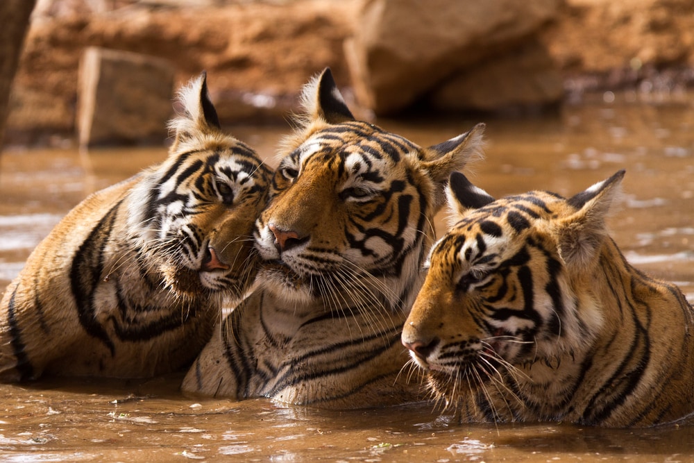 The Tigers of Ranthambore