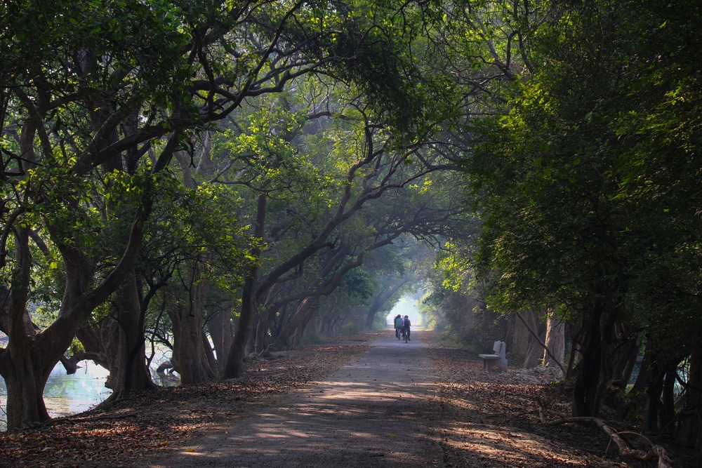 A Road In The Woods, Bharatpur