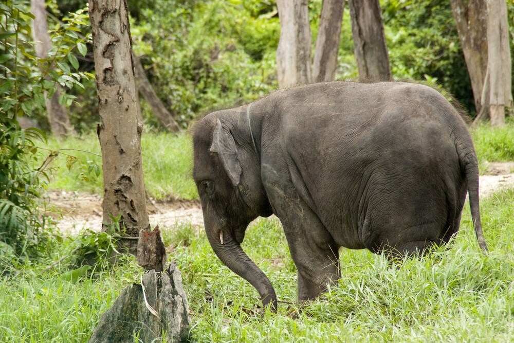 An elephant in the Kuala Gandah Elephant Orphanage Sanctuary