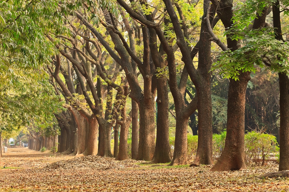 Trees in Cubbon Park