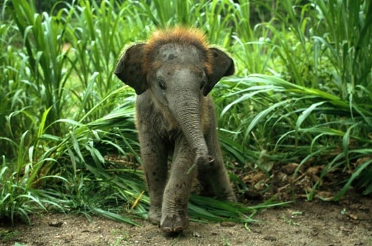 A Baby Elephant - Rajaji National Park