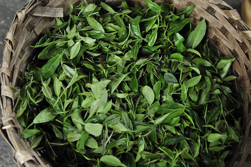 Freshly Harvested Darjeeling Tea Leaves