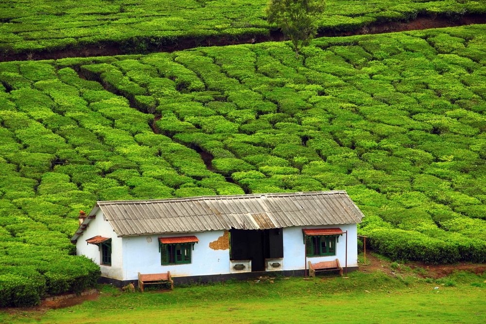 A house in the tea fields, Coonoor