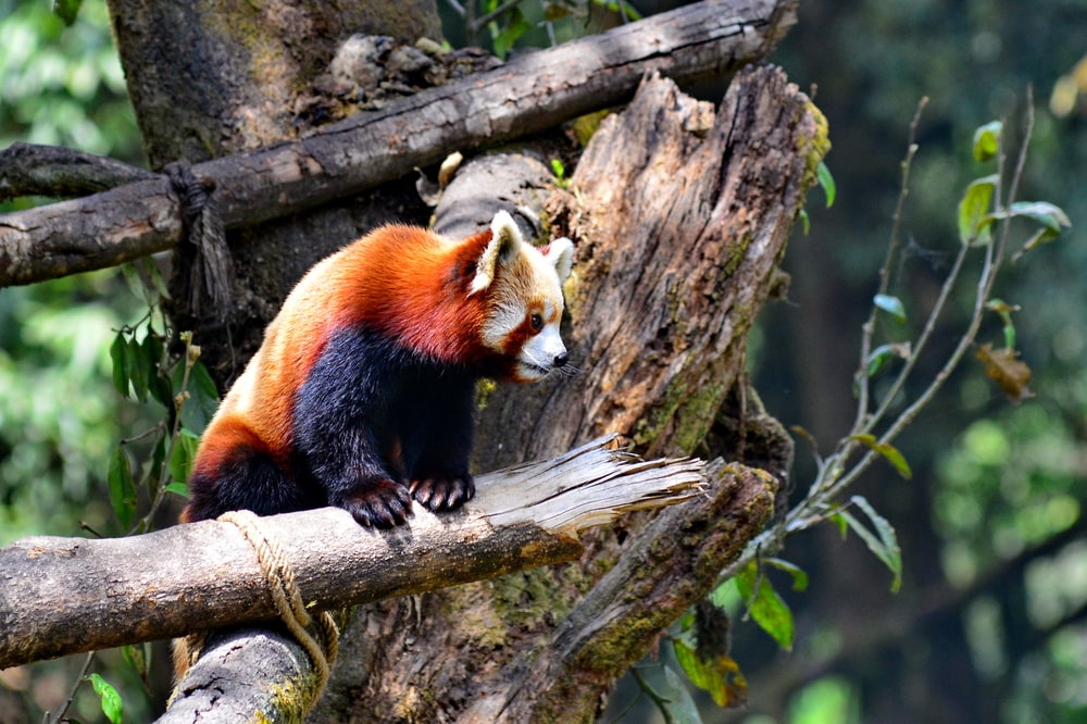 Red Panda, Darjeeling Zoo