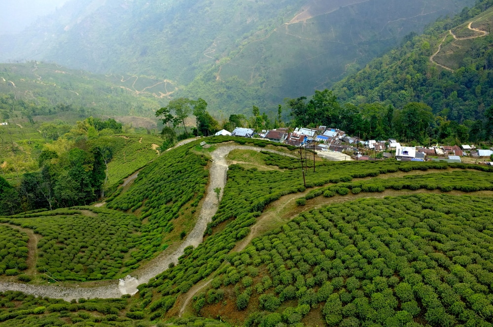 Tea Plantations, Darjeeling