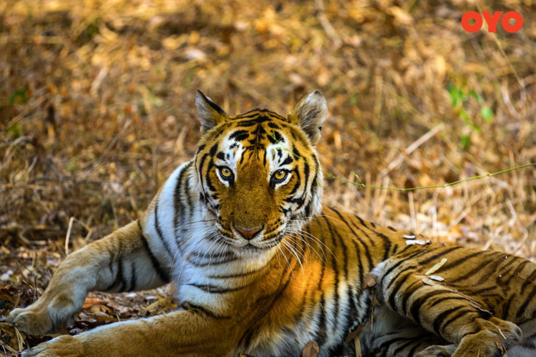 Jim Corbett - one of the best weekend trips from Delhi within 300 kms