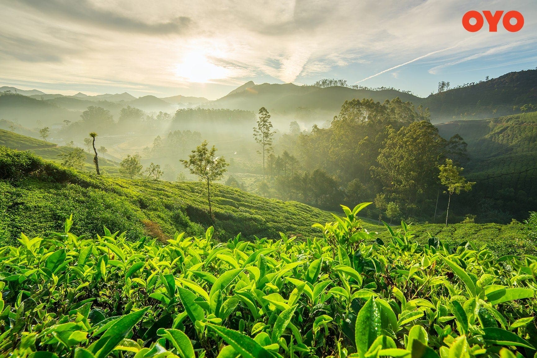 Trek to Munnar - one of the best trekking places in India