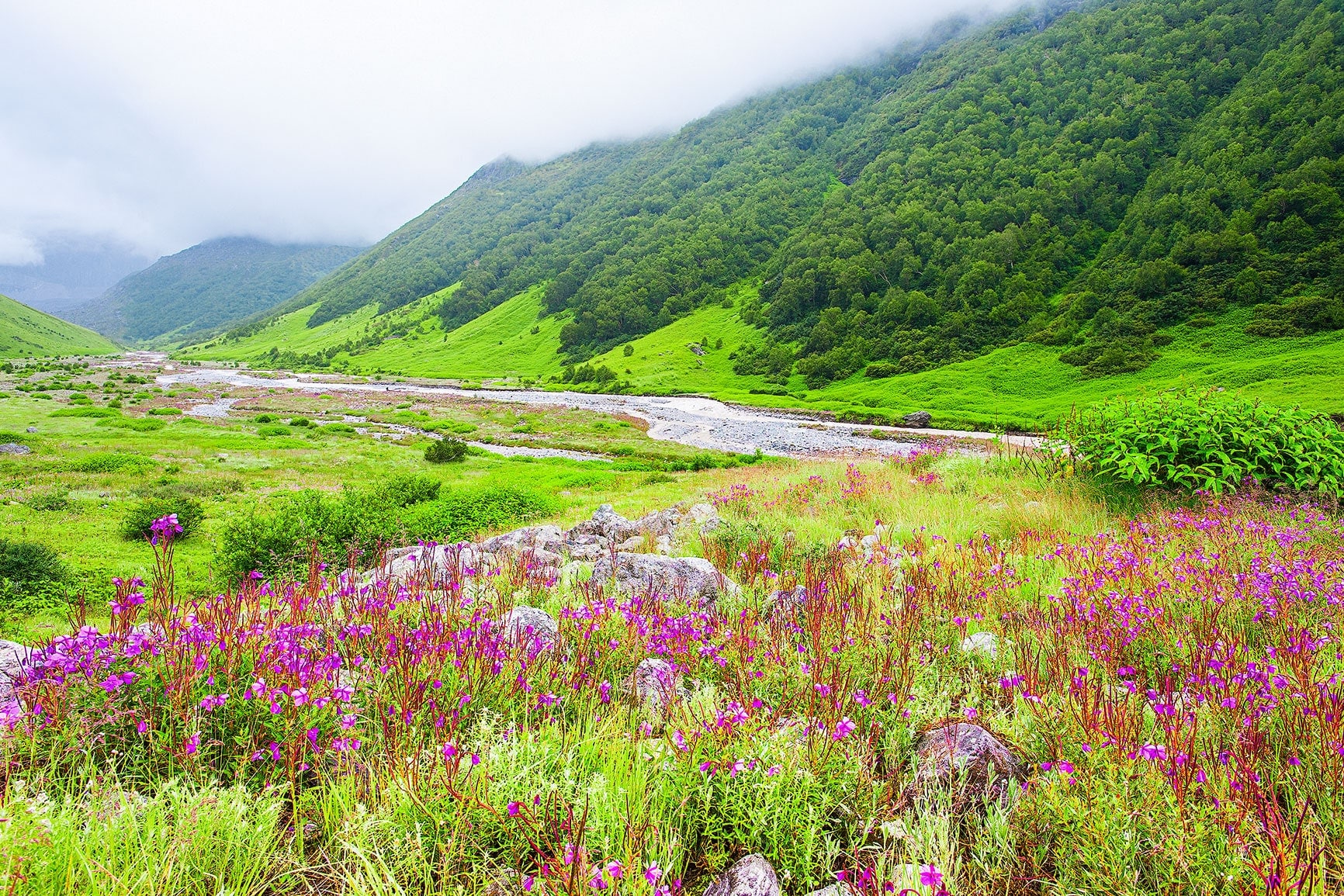 Valley of flowers - one of the best places to visit alone in North India