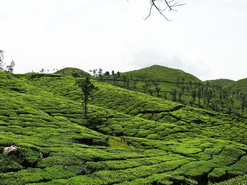 A Place Straight Outta Dream: A Travel Guide to Ooty