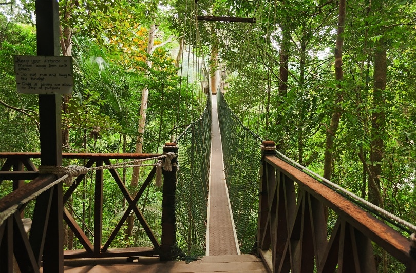 Taman Negara - one of the best relaxing places in malaysia