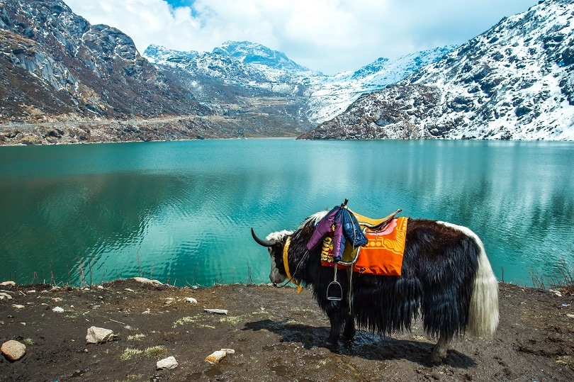 Why Should You Travel To Sikkim? – OYO Hotels: Travel Blog