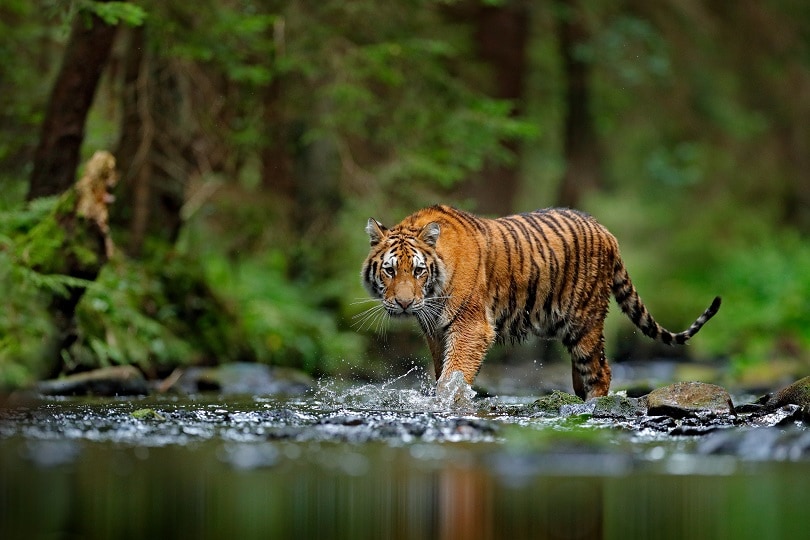 Enchanted Land of South India – The Periyar Wildlife Sanctuary of Kerala –  OYO Hotels: Travel Blog