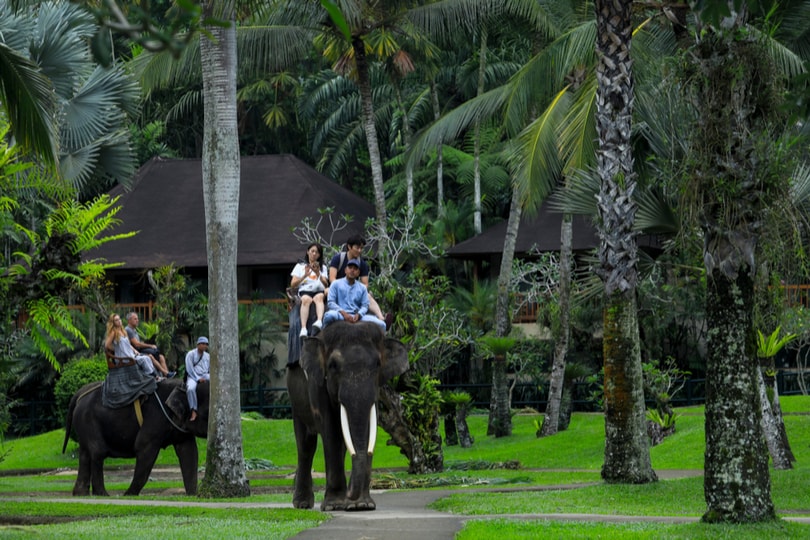 Bali Wildlife Safari