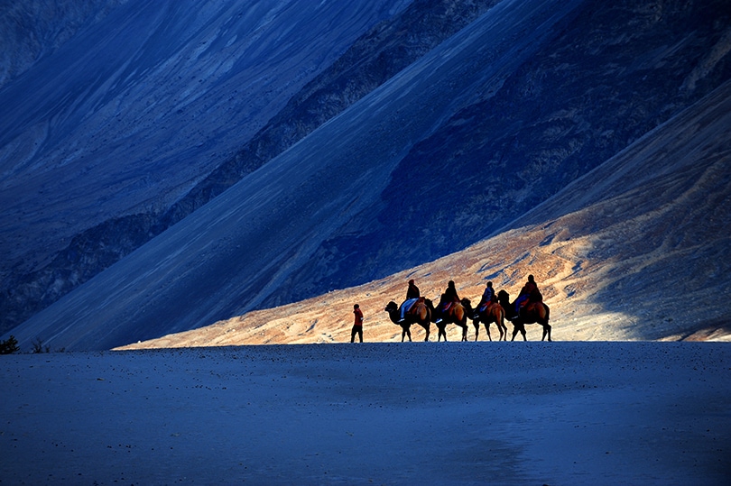 Camel Safari Ladakh