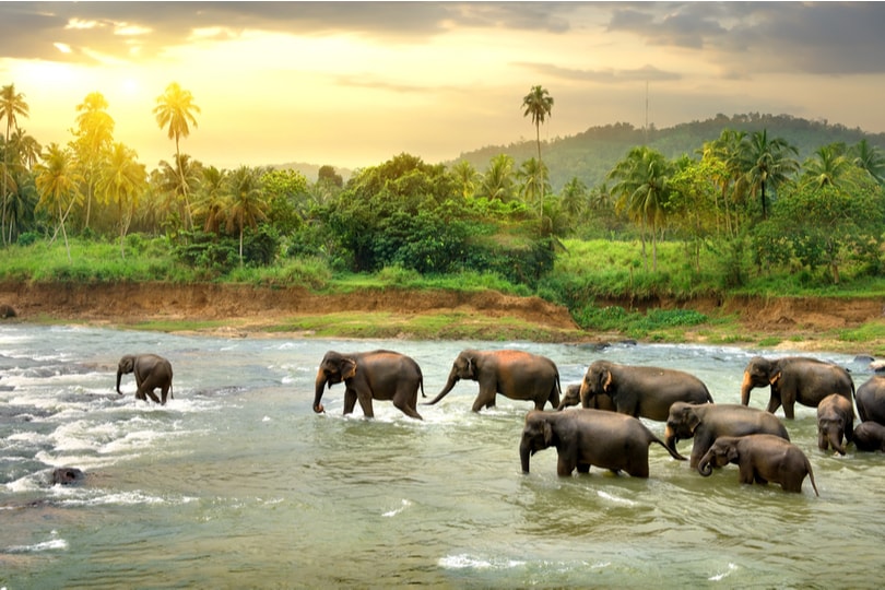 A Seasonal Guide to Sri Lanka – The Pearl of the Indian Ocean 2019 & 2020