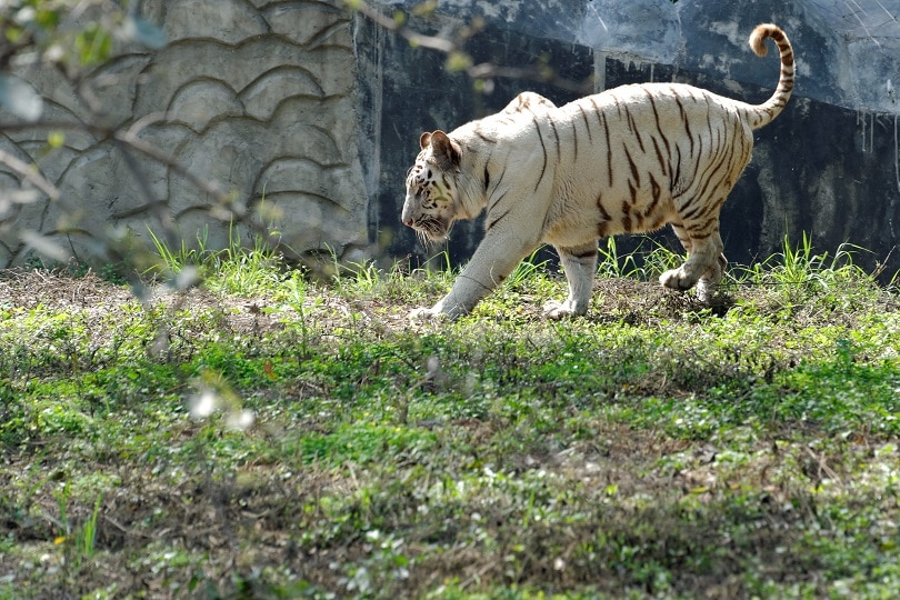Most Popular Zoological Parks in India – OYO Hotels: Travel Blog