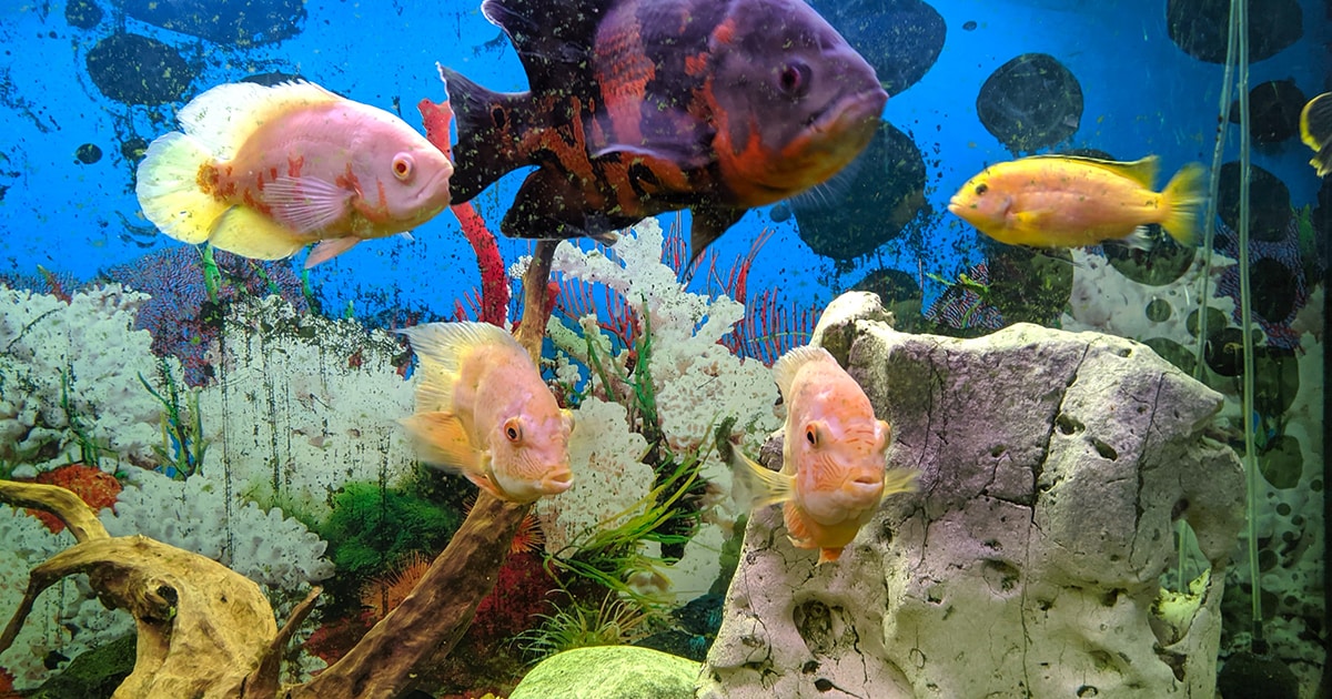 8 Best Aquariums In Houston The Good Life