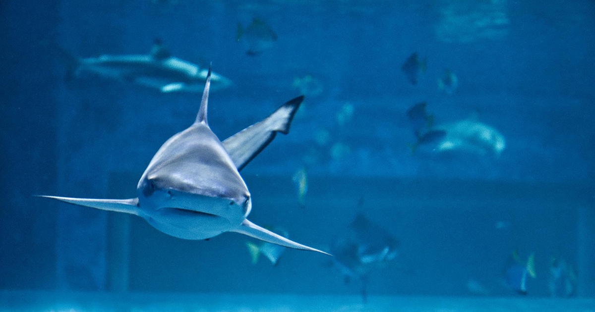 8 Best Aquariums In Houston The Good Life