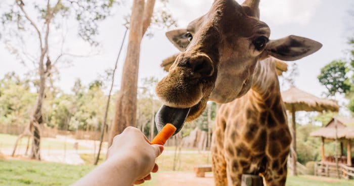 Feeding Giraffes At The Houston Zoo 