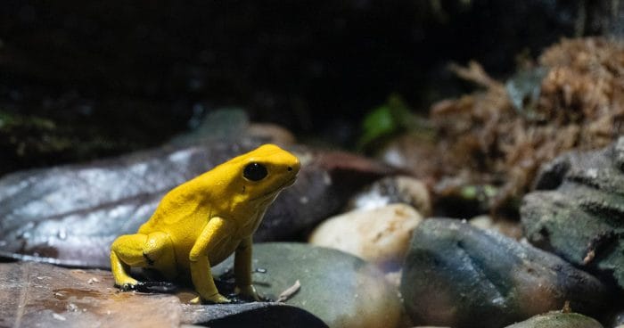 Alt Text: Yellow Frog In Houston Zoo 