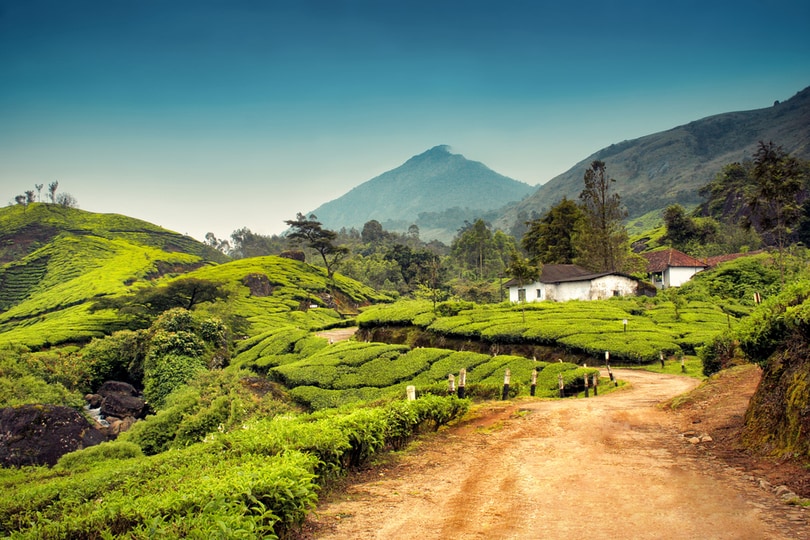 Munnar - places to visit near bangalore