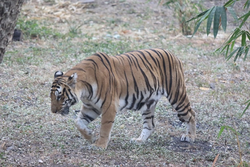 Experience the thrill of a Jungle Safari at Nehru Zoological Park