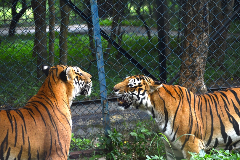 Spot a tiger at Bannerghatta National Park