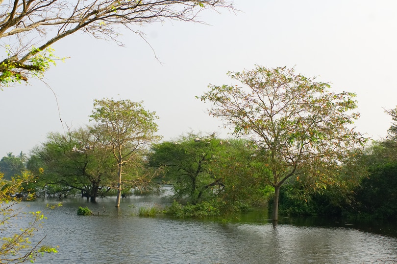 Vedanthangal Bird Sanctuary