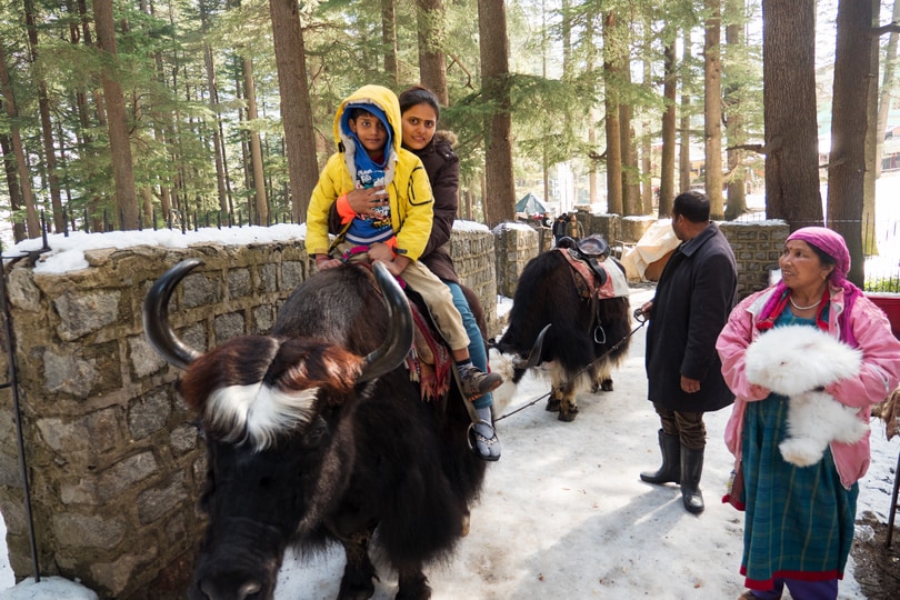 Go for a Yak ride in the Solang Valley
