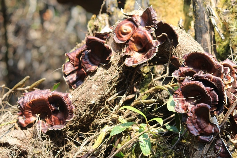 Mawphlang Forests