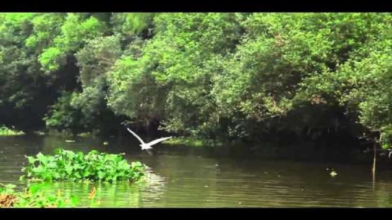 Coringa Wildlife Sanctuary & Mangrove Tour : Destinations You Must Not Miss  In Your Travel Diaries