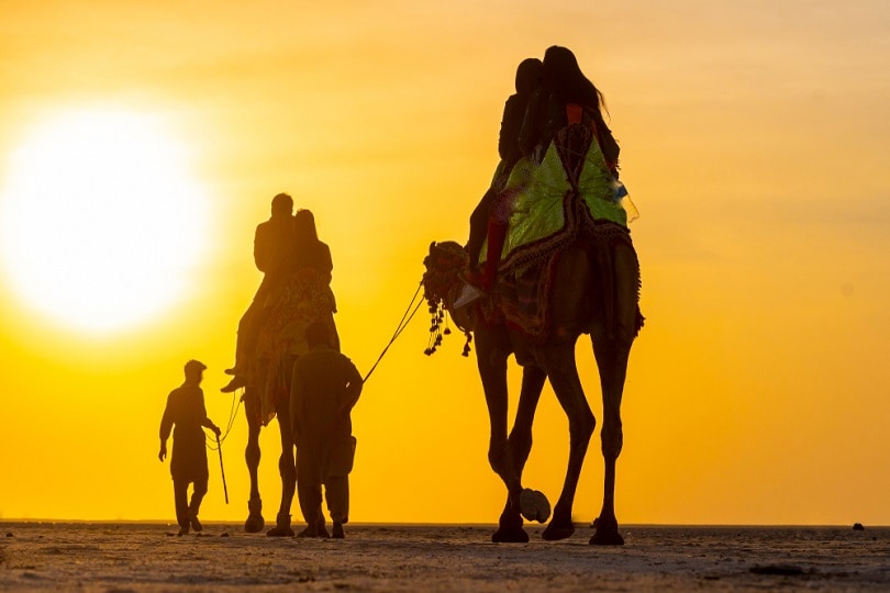 Camel-ride Rann of Kutch
