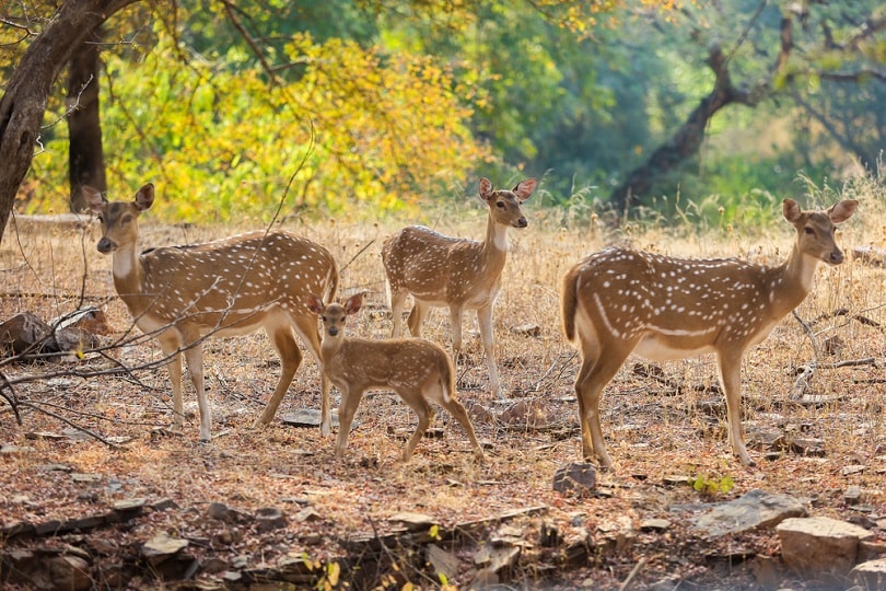 Ranthambore National Park Safari - A Detailed Guide