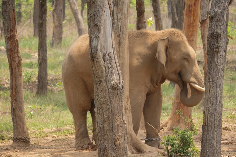 Achanakmar Wildlife Sanctuary
