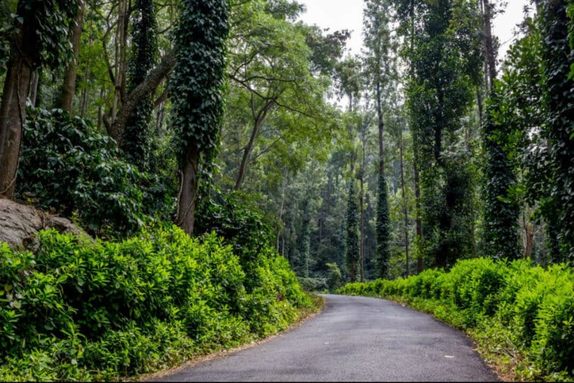 Teak Forests, Yercaud