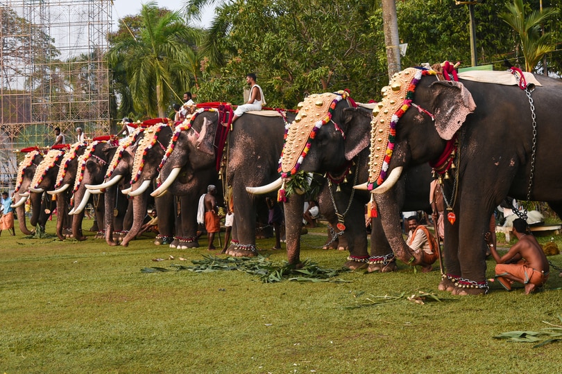 Elephant Camp, guruvayur