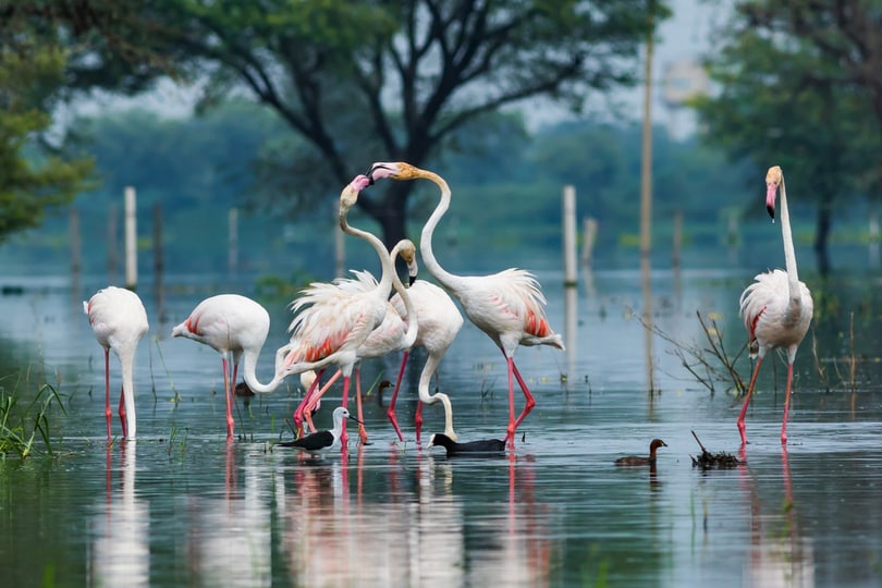 Birds in Bharatpur National Park