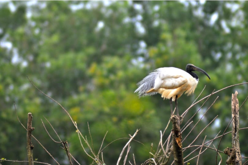 Gudavi Bird Sanctuary