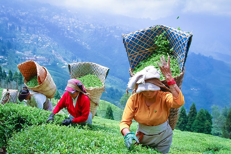 tourist spot of darjeeling