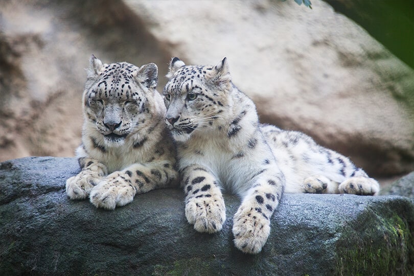 Snow-Leopard-can-Be-Spotted-in-the-Region