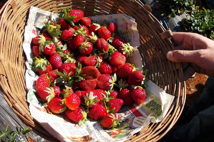 Strawberry-Farms