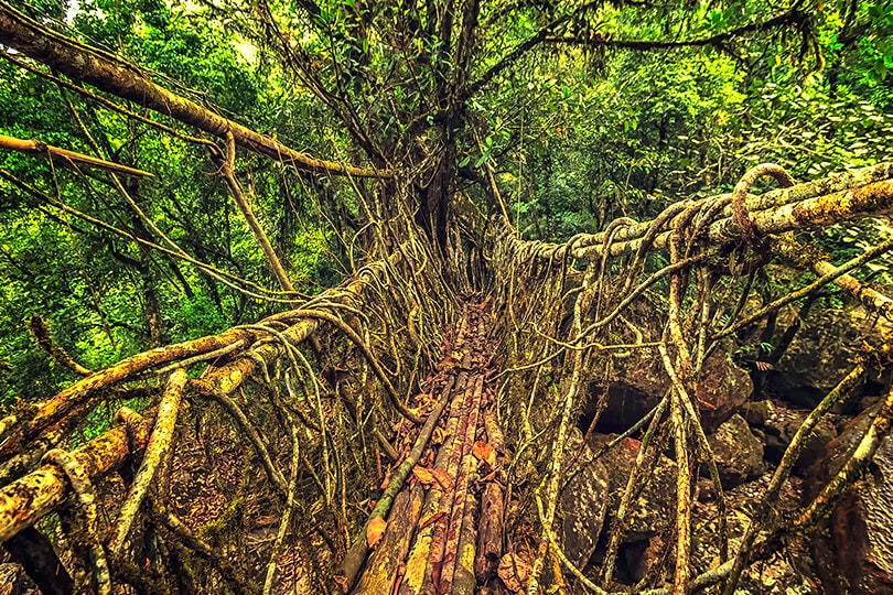 living-root-bridges