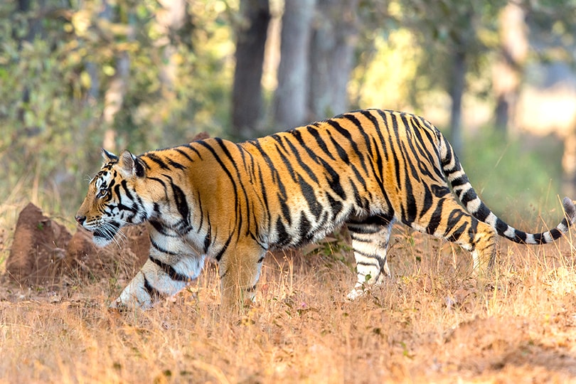 tiger in Kanha national park