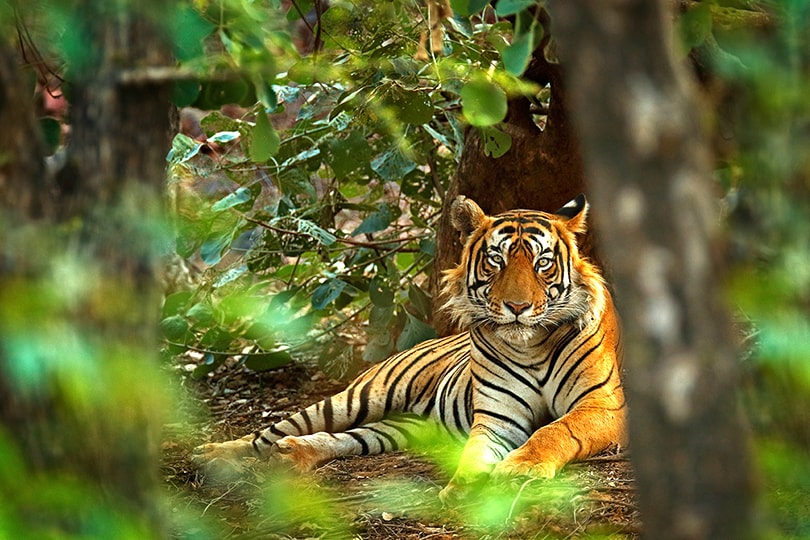 Male tiger