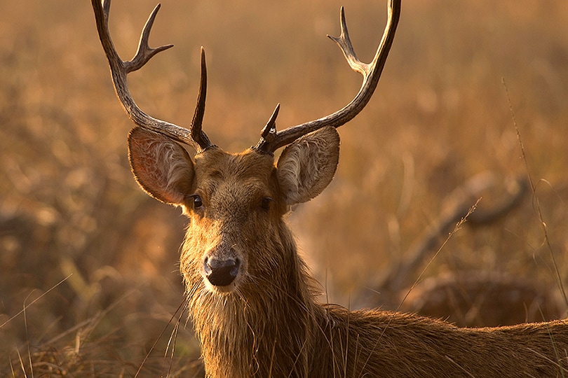 swamp deer national park