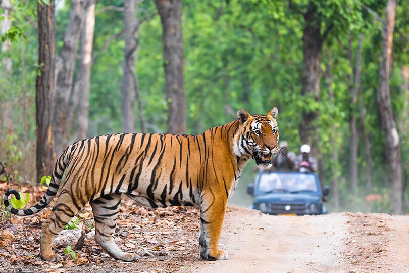 Kanha national park